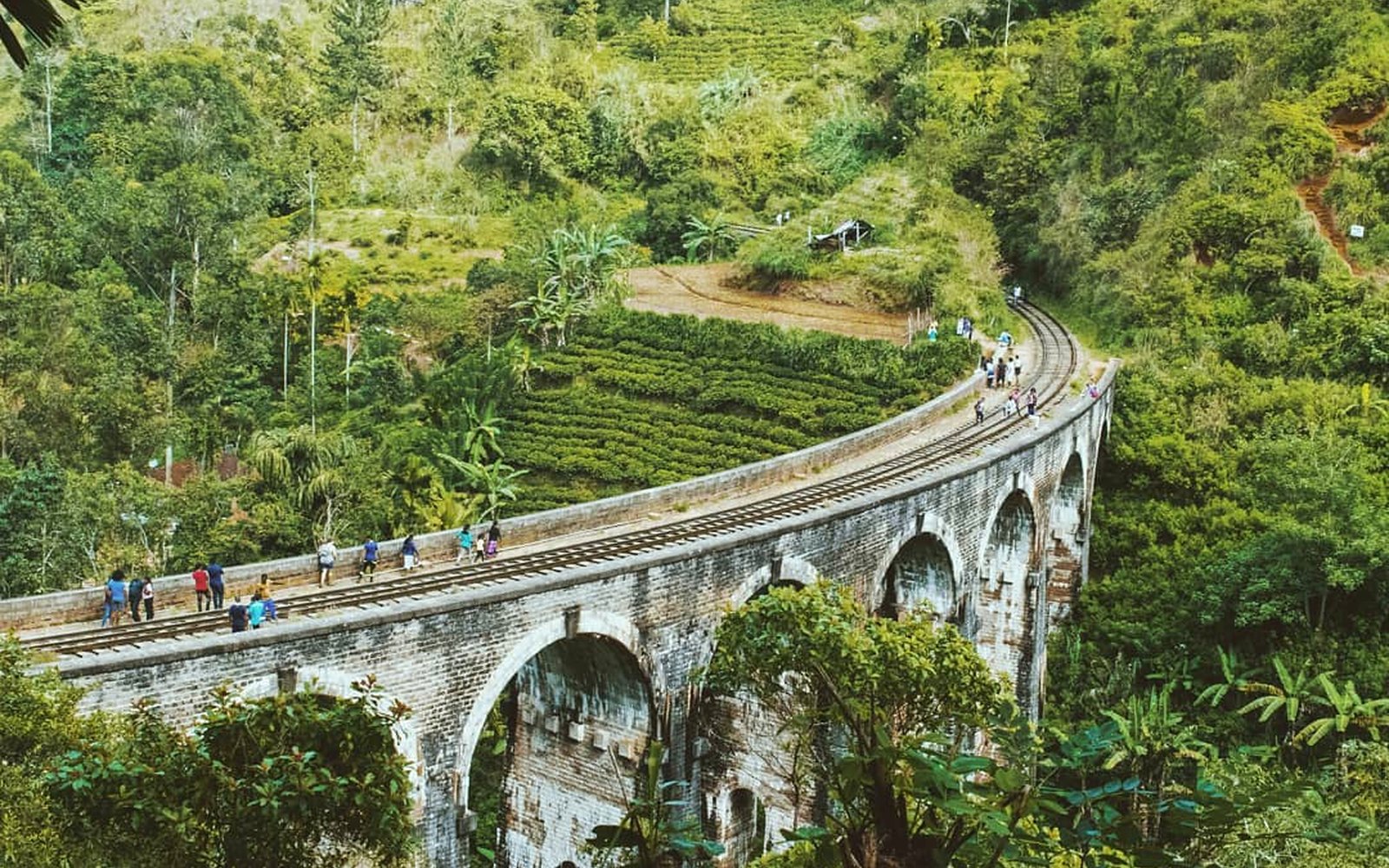 Tea country