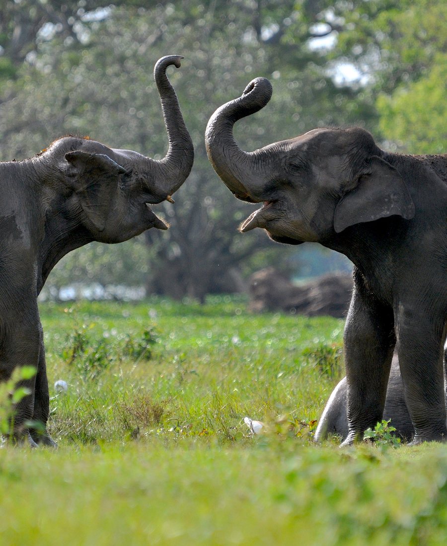Wildlife tours